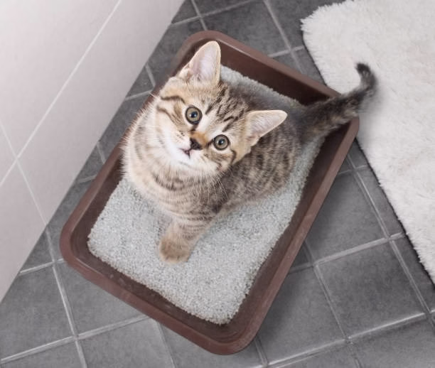 성능 대결: 집에 있는 고양이 모래 애완동물과 일반 고양이 모래를 덩어리로 쌓는 것