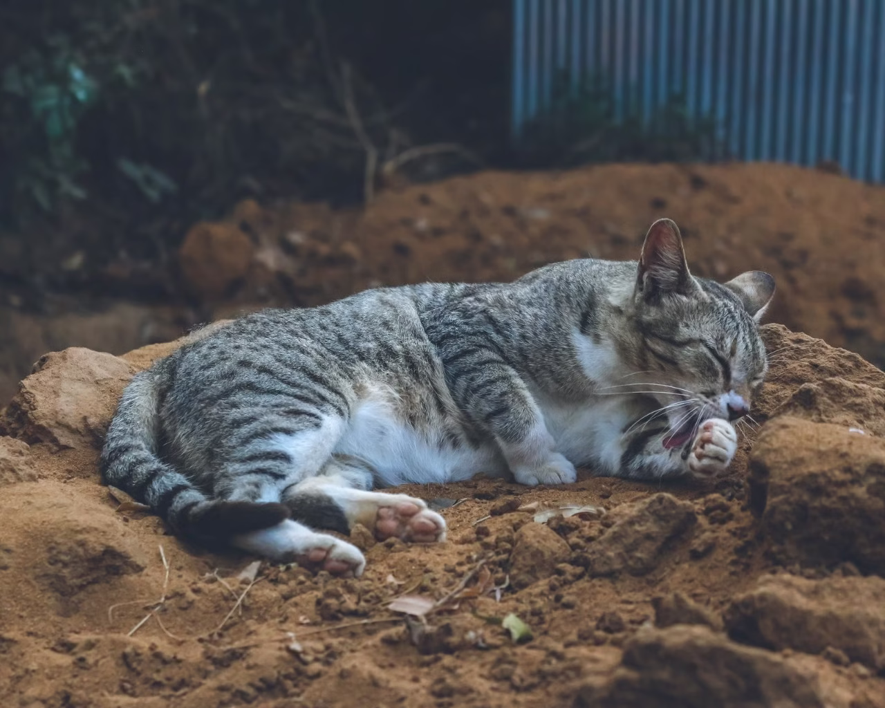 Odor Lock Cat Litter 뒤에 숨은 Odor-Lock 기술 공개